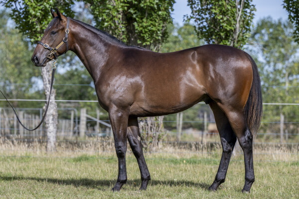 Lot 183: Blue Point (IRE) / Garland