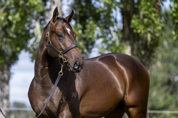 Lot 183: Blue Point (IRE) / Garland