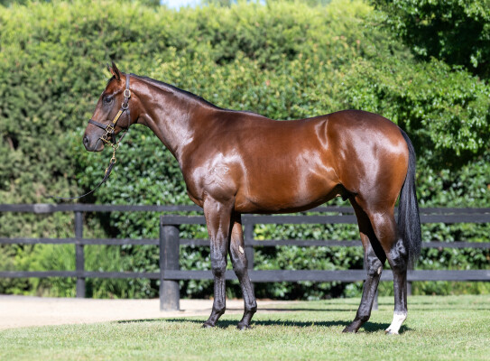 Lot 339: Camelot (GB) / Mrs Bannock (IRE)