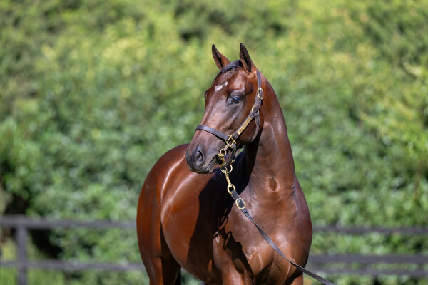 Lot 339: Camelot (GB) / Mrs Bannock (IRE)
