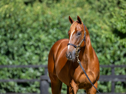 Lot 349: Home Affairs / Neighbourhood