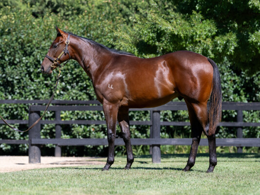 Lot 472: Exceedance / Sneaky Island