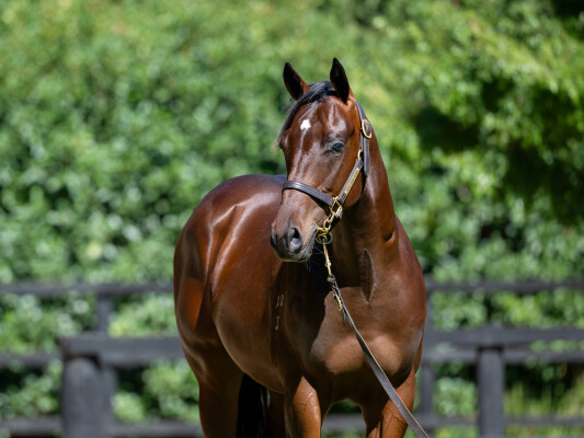 Lot 472: Exceedance / Sneaky Island