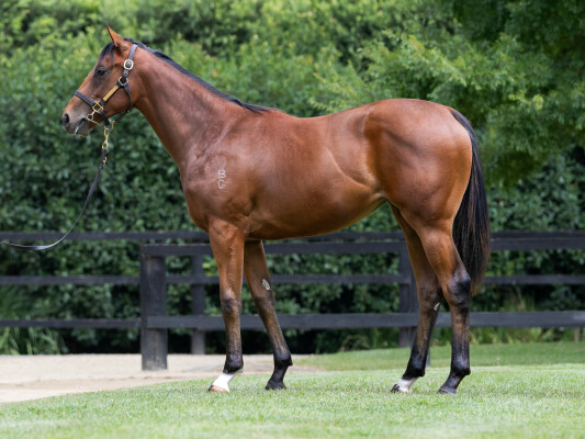 Lot 508: Zoustar / Surecan