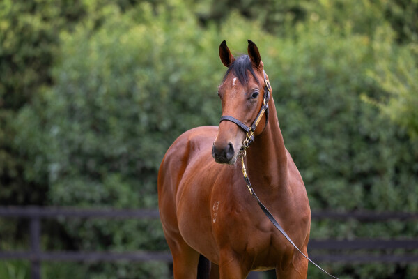 Lot 508: Zoustar / Surecan