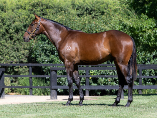 Lot 541: So You Think (NZ) / Tyche Goddess