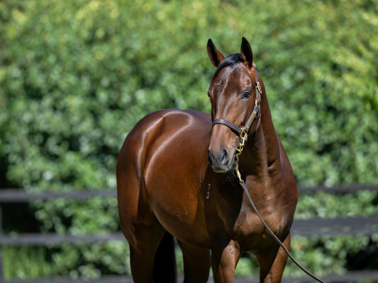 Lot 541: So You Think (NZ) / Tyche Goddess