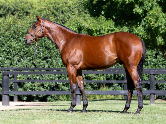 Lot 550: Hanseatic / Volcanic Eruption