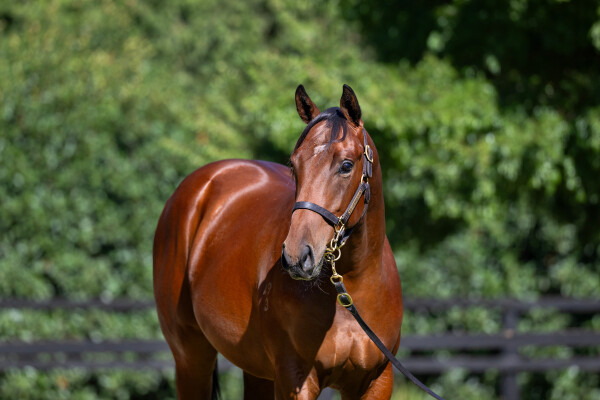 Lot 550: Hanseatic / Volcanic Eruption