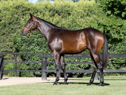 Lot 557: Pierro / Western Order