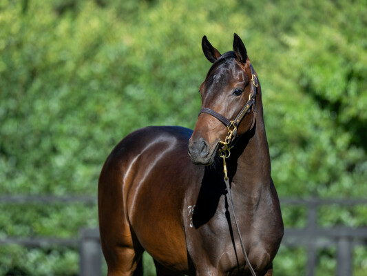 Lot 557: Pierro / Western Order