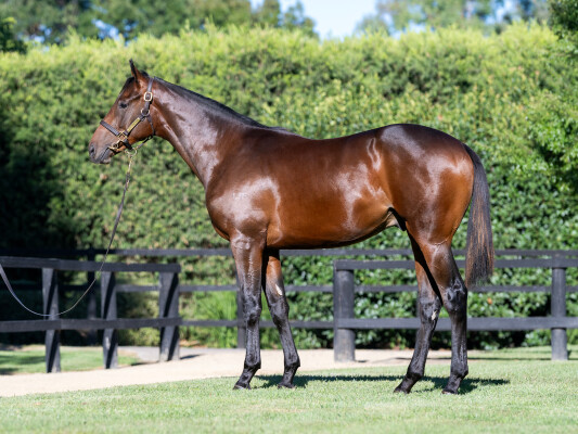 Lot 575: King's Legacy / All Style