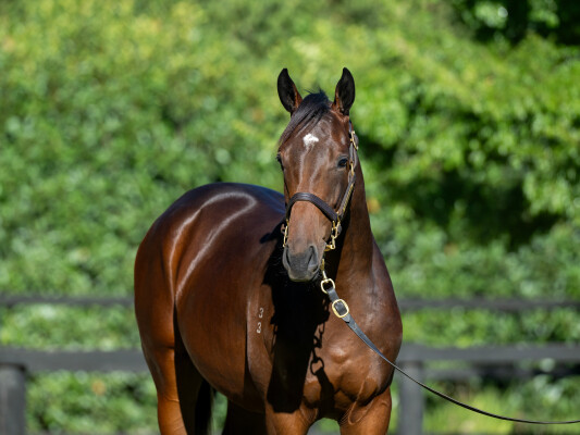 Lot 575: King's Legacy / All Style