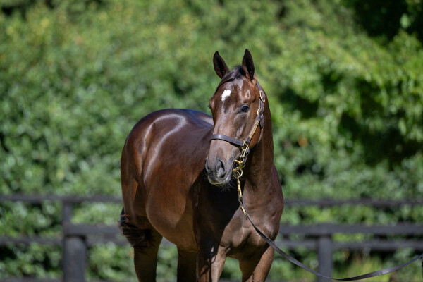 Lot 631: Hanseatic / Electron