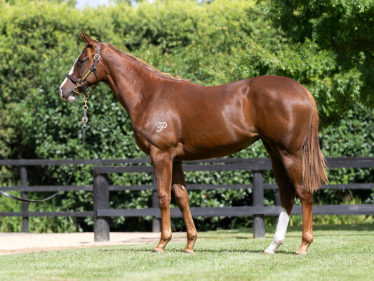 Lot 684: Anders / Lucky Direction