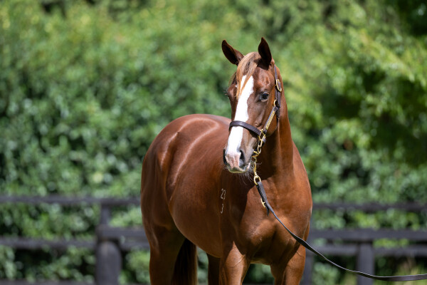 Lot 684: Anders / Lucky Direction