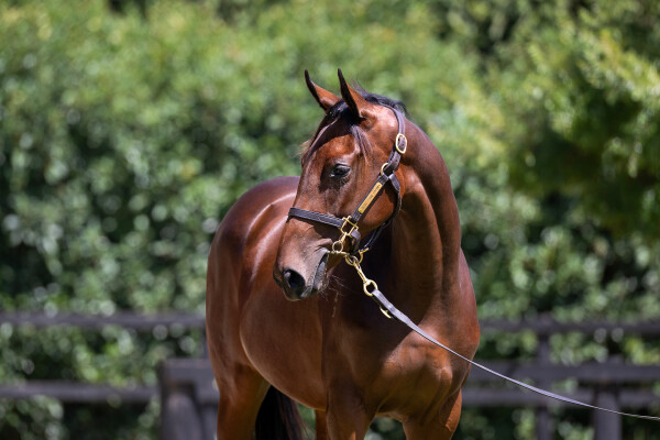 Lot 723: Doubtland / Protest