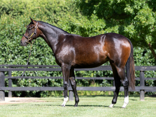 Lot 739: Dirty Work / Rube Bridges (NZ)