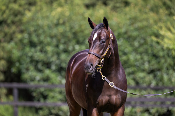 Lot 739: Dirty Work / Rube Bridges (NZ)