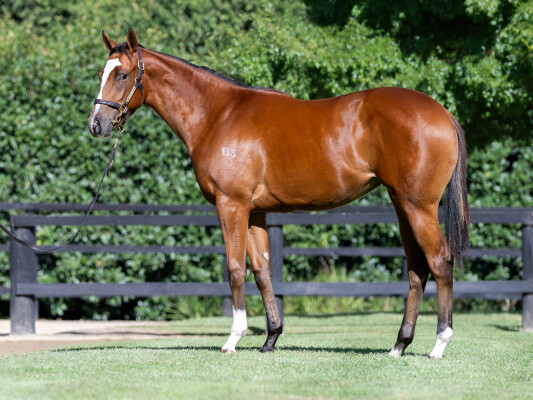 Lot 752: Doubtland / Shezaten (NZ)