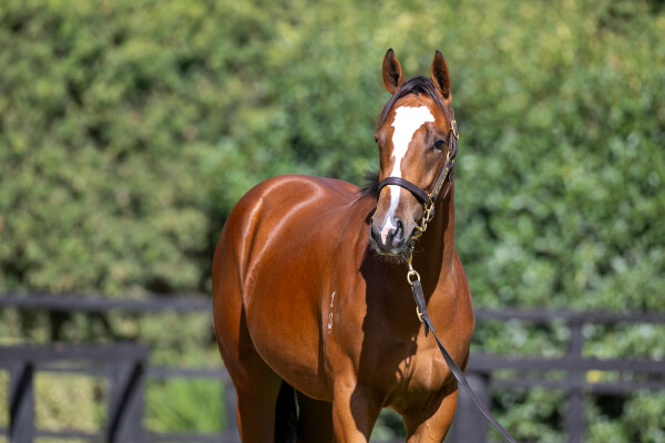 Lot 752: Doubtland / Shezaten (NZ)