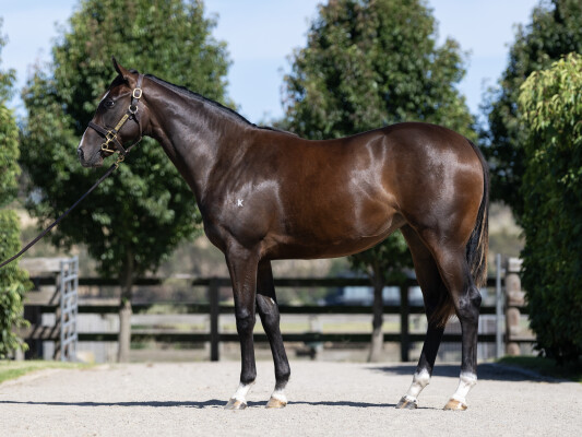 Lot 359: Maurice (JPN) / Notre Dame