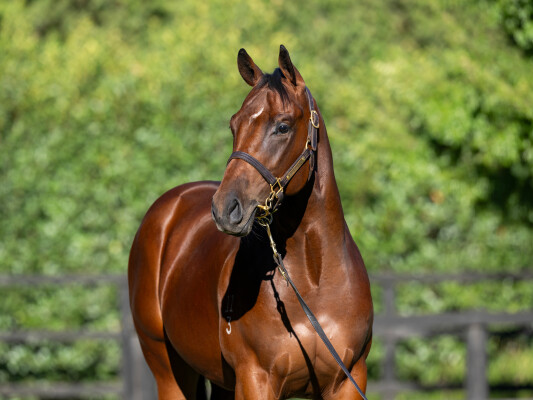 Lot 208: Toronado (IRE) / Iamican