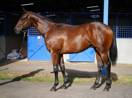 Lot 480: Rubick / Sora