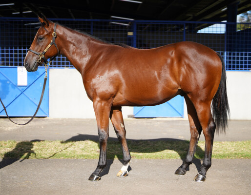 Lot 715: Rubick / Passport to Fun