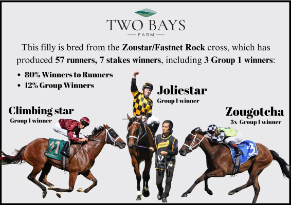 Lot 360: Zoustar / Nudge