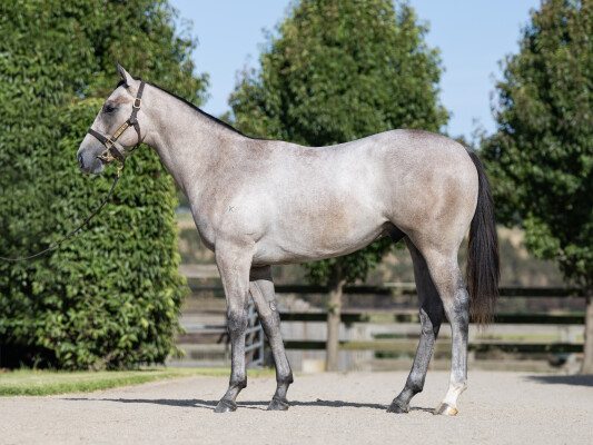 Lot 14: Snitzel / Aalaalune (NZ)