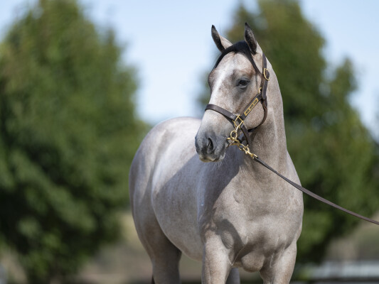 Lot 14: Snitzel / Aalaalune (NZ)