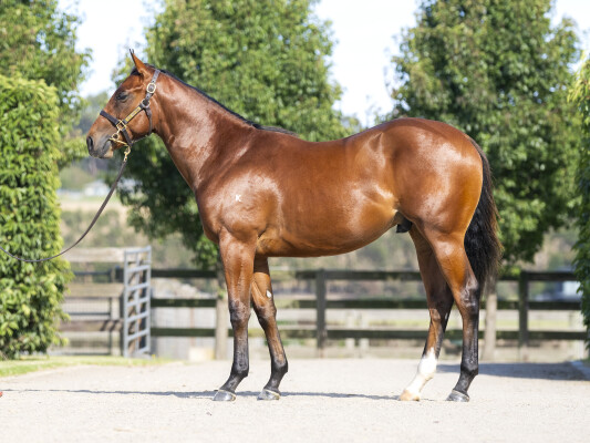 Lot 47: Hellbent / Arriva Diva (USA)