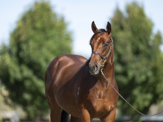 Lot 47: Hellbent / Arriva Diva (USA)