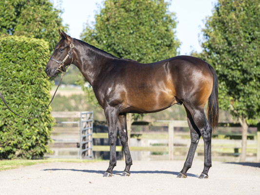 Lot 73: Pinatubo (IRE) / Blackline