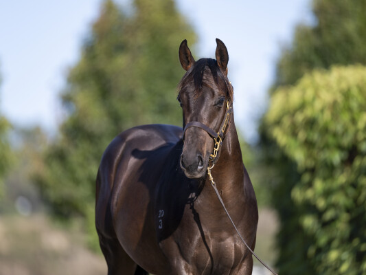 Lot 73: Pinatubo (IRE) / Blackline