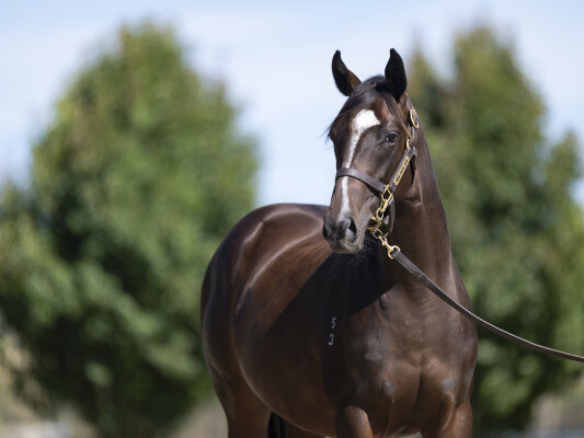 Lot 359: Maurice (JPN) / Notre Dame