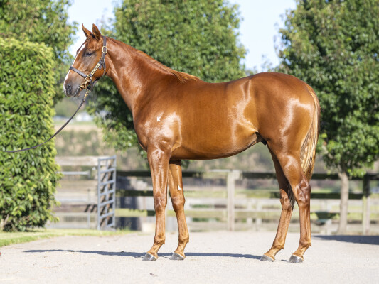 Lot 363: Maurice (JPN) / Only Words (NZ)