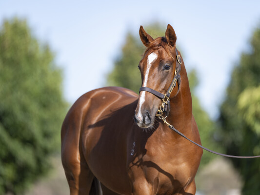 Lot 363: Maurice (JPN) / Only Words (NZ)