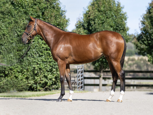 Lot 563: Toronado (IRE) / Without Risk
