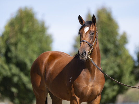 Lot 563: Toronado (IRE) / Without Risk