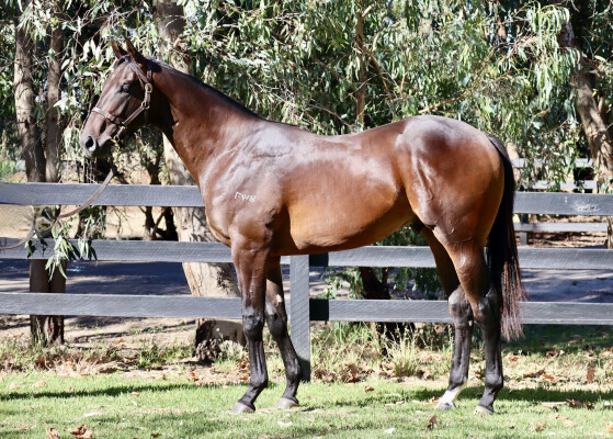 Lot 227: Brazen Beau / Jesting