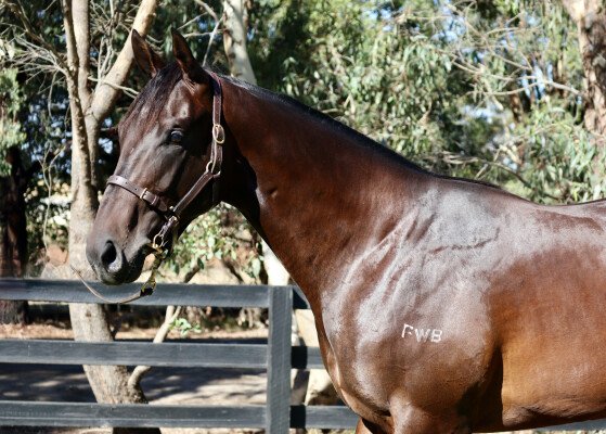 Lot 227: Brazen Beau / Jesting