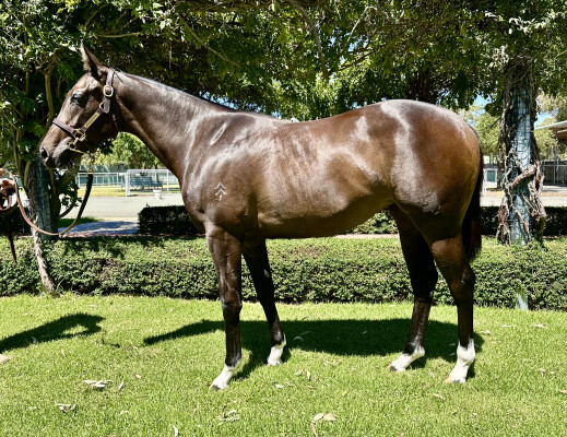 Lot 770: Churchill (IRE) / Stylish Missile