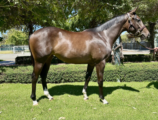 Lot 770: Churchill (IRE) / Stylish Missile