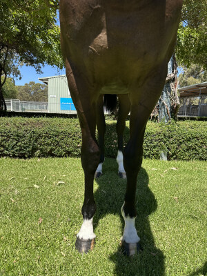 Lot 770: Churchill (IRE) / Stylish Missile