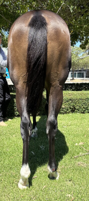 Lot 770: Churchill (IRE) / Stylish Missile