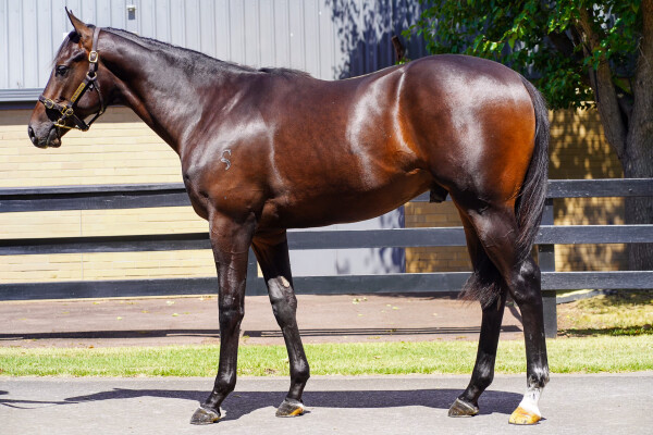 Lot 61: Royal Meeting (IRE) / Belfast Lass