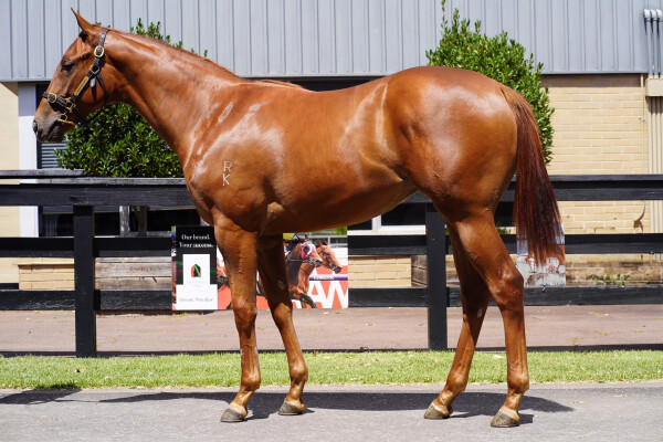 Lot 284: Capitalist / Loving Gracie (NZ)