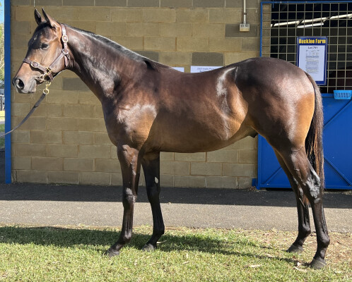 Lot 315: Harry Angel (IRE) / Meridian